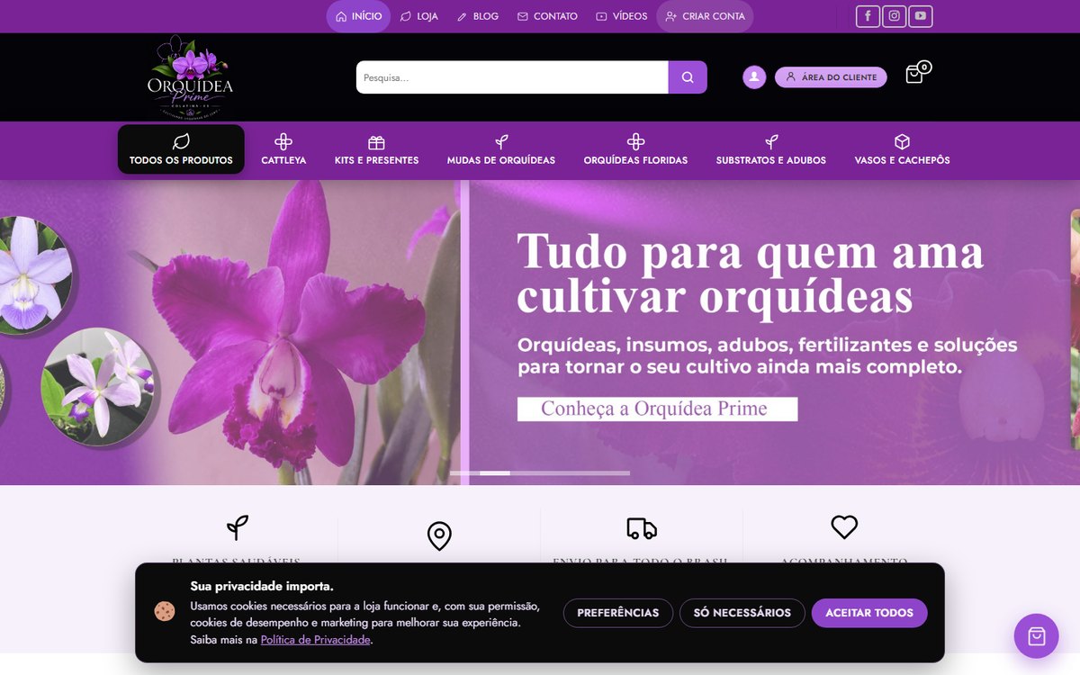 Orquídea Prime